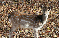 3000万画素高解像度撮影